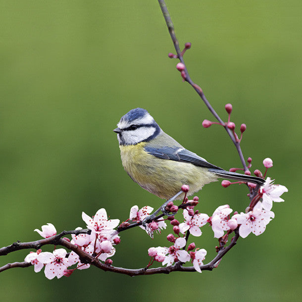 Blue Tit