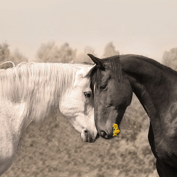 Horses in Love