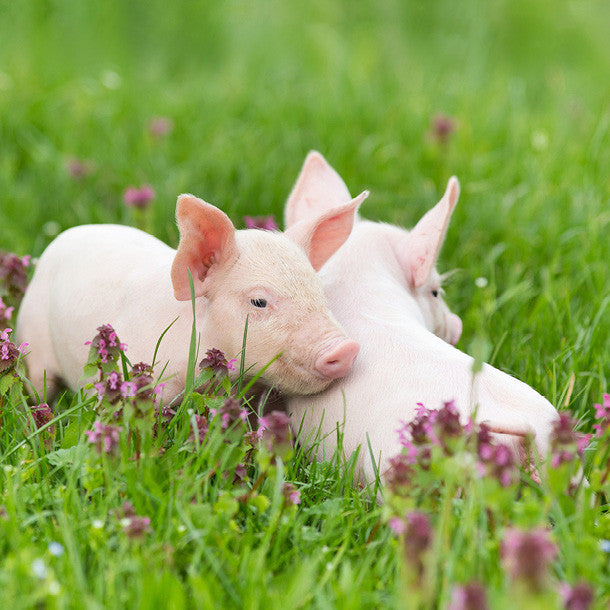 Pigs in Clover