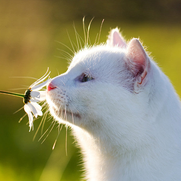 White Cat