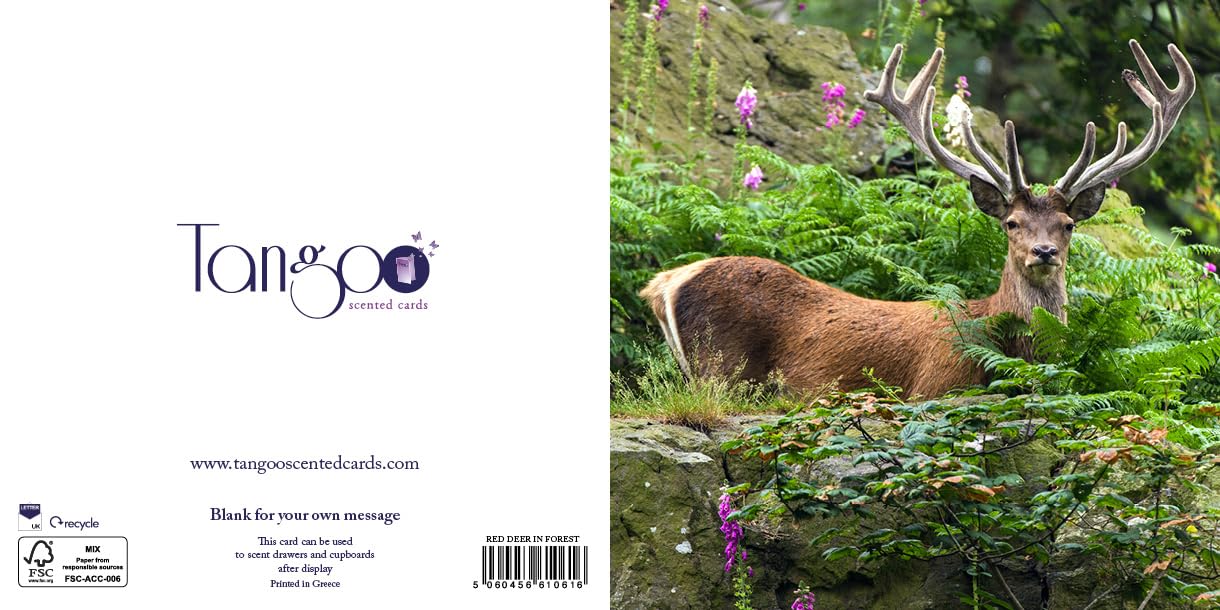 Red Deer in Forest - Scented Greeting Card