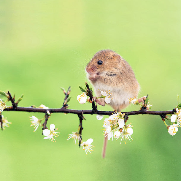 Field Mouse Blossom