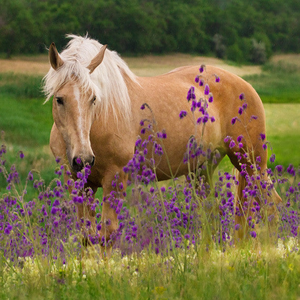 Horse in Flowers