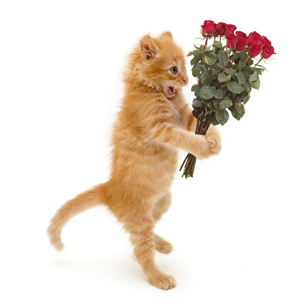 Kitten with Roses