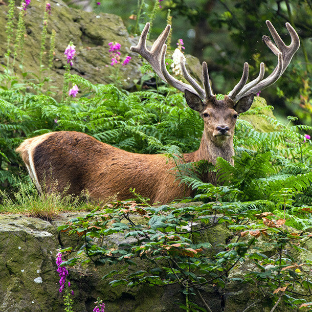 Red Deer in Forest