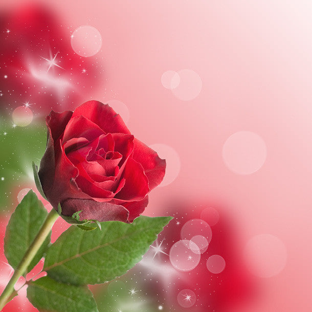 Single Red Rose