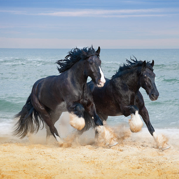 Shire Horses on Beach