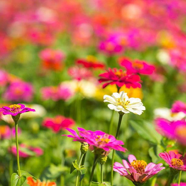 Summer Meadow